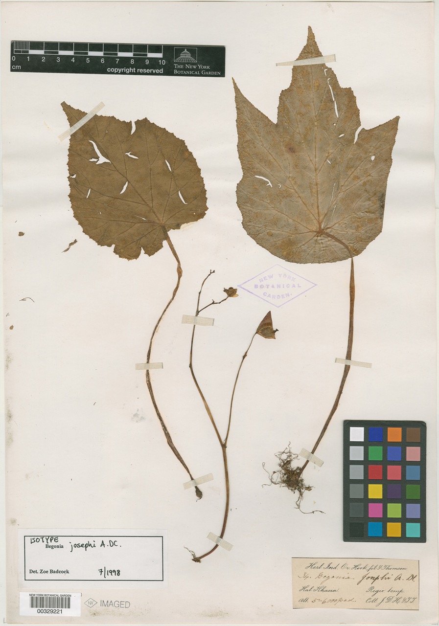 B. josephi var. macrocarpa